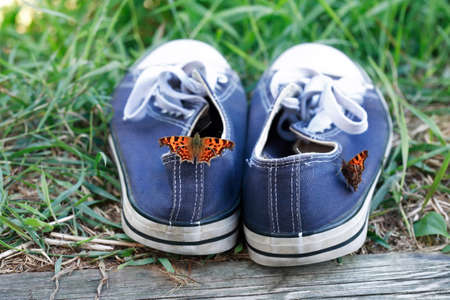 summer concept. Nice burretflies sit on blue sneakersの写真素材