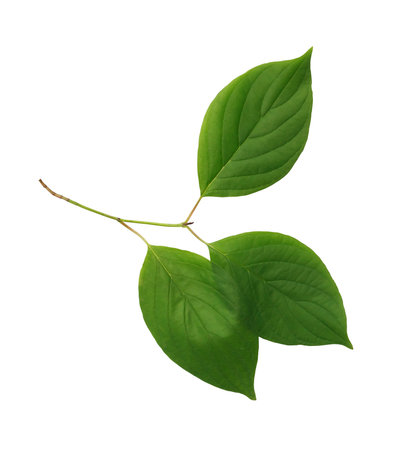 Freshness green leaf twig isolated on white background with clipping pathの写真素材