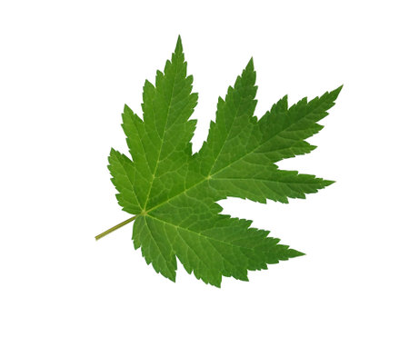 Freshness green leaf twig isolated on white background with clipping pathの写真素材