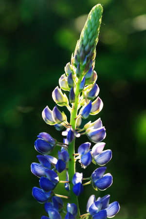 Closeup of very nice freshness blue lupine flower against green grass backgroundの写真素材
