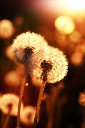 Closeup of nice fluffy dandelions against sunlight at sunsetの写真素材