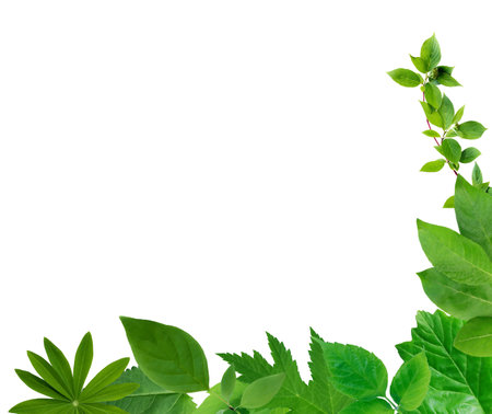 Ecology concept. Nice abstract freshness green leaves set on whiteの写真素材