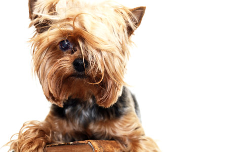 A little funny yorkshire terrier with old bookの写真素材