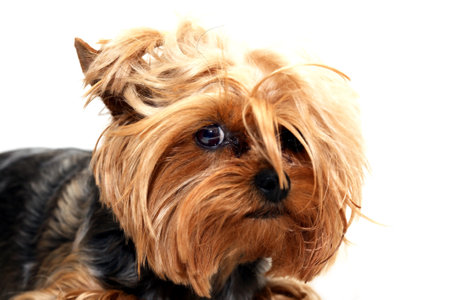 A little scared yorkshire terrier fun face portraitの写真素材