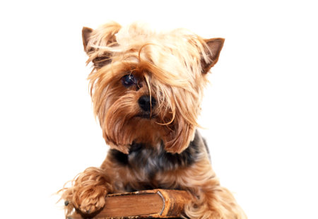 A little funny yorkshire terrier with old bookの写真素材