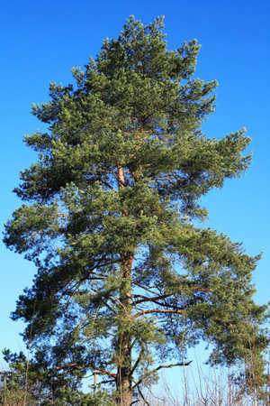 Very nice big pine tree against blue sky with free spaceの写真素材