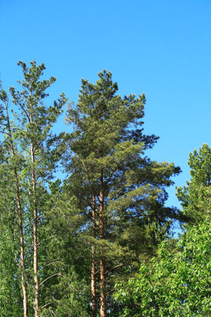 Very nice big pine tree against blue sky with free spaceの写真素材