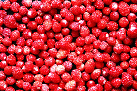 Background made from lot of freshness red wild strawberriesの写真素材