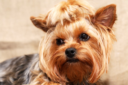 Close up portrait of funny little yorkshire terrierの写真素材