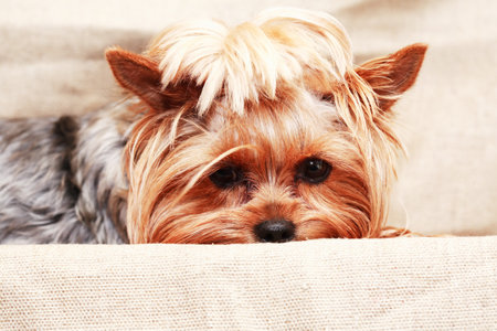 Close up portrait of funny little yorkshire terrierの写真素材