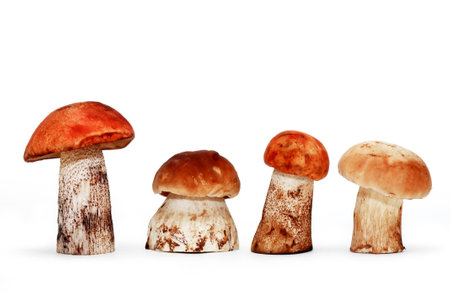 Set of various freshness mushrooms on white backgroundの写真素材