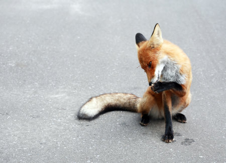 Communication with animals. portrait of a fox washes upの写真素材