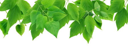 summer concept. Nice border made from lot of various green leavesの写真素材