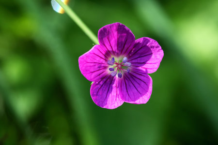 Nice pink wildflower against green summer backgroundの写真素材