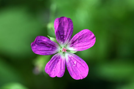 Nice pink wildflower against green summer backgroundの写真素材