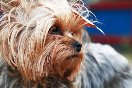 Portrait of nice small Yorkshire terrier outdoors on nature backgroundの写真素材