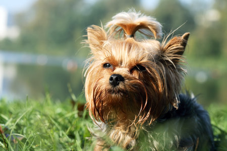 Portrait of nice small Yorkshire terrier outdoors on nature backgroundの写真素材