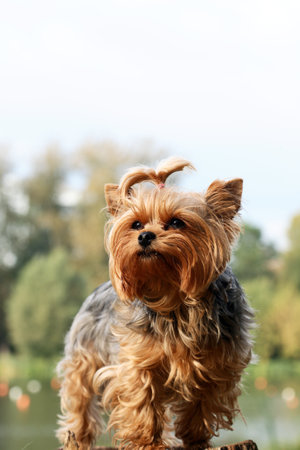 Portrait of nice small Yorkshire terrier outdoors on nature backgroundの写真素材