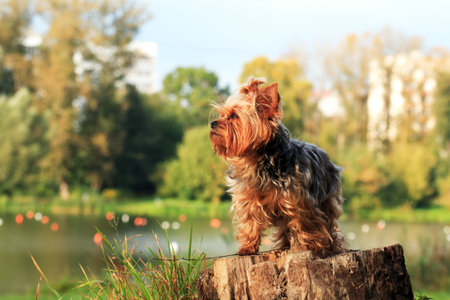 Portrait of nice small Yorkshire terrier outdoors on nature backgroundの写真素材