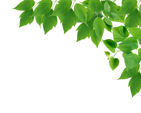summer concept. Nice border made from lot of various green leavesの写真素材