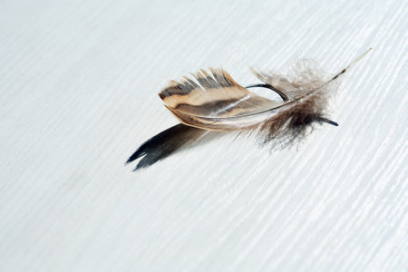 Nice small feather with shadow against sun lightの写真素材