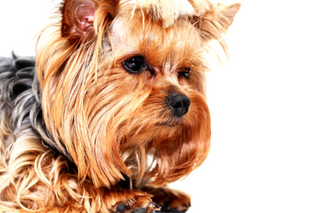 Closeup portrait of funny little Yorkshire terrierの写真素材
