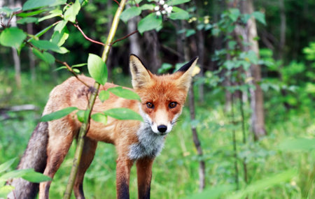 Portrait of a nice young fox in the wild summer forestの写真素材