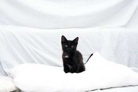 Small black kitten on white pillow in bedの写真素材