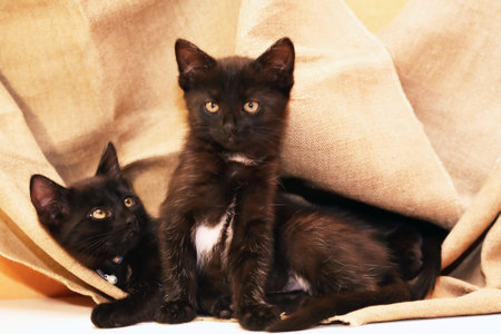 A pair of small black kittens on canvas backgroundの写真素材