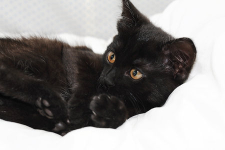 Small black kitten on white pillow in bedの写真素材