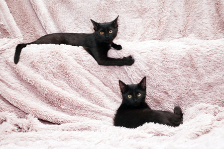 A pair of small black kittens playing on a fabric backgroundの写真素材