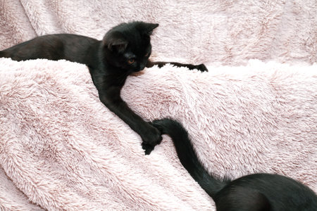 A pair of small black kittens playing on a fabric backgroundの写真素材