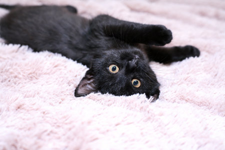 Small black kitten portrait on a fabric backgroundの写真素材