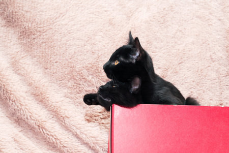A pair of small black kittens playing with red box on a fabric backgroundの写真素材