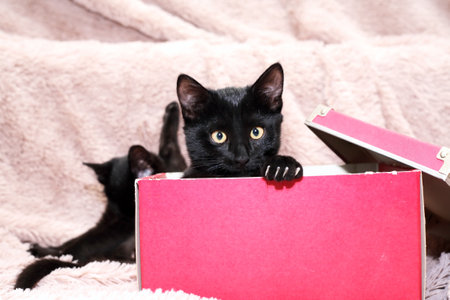 A pair of small black kittens playing with red box on a fabric backgroundの写真素材