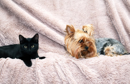 Small funny black kitten near Yorkshire Terrier on fabric backgroundの写真素材