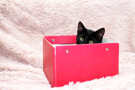Small black kitten in red cardboard box on fabric backgroundの写真素材