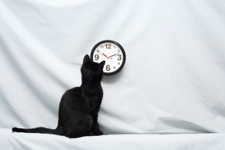 A small black kitten finds out what time it isの写真素材