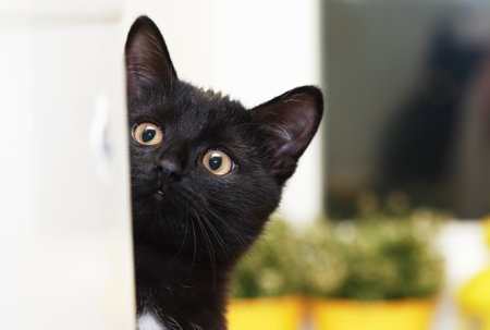Small fun black kitten with big surprised eyes portraitの写真素材