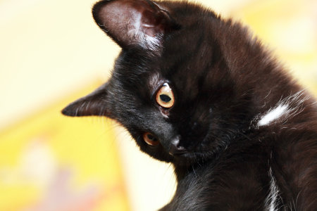 Small fun black kitten with big surprised eyes portraitの写真素材