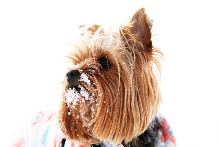 Small funny Yorkshire Terrier with snow on its faceの写真素材