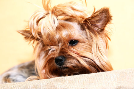 Closeup portrait of funny little Yorkshire terrierの写真素材