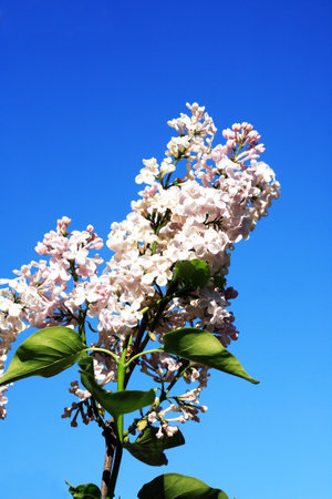 Spring background with nice blooming lilac against blue skyの写真素材