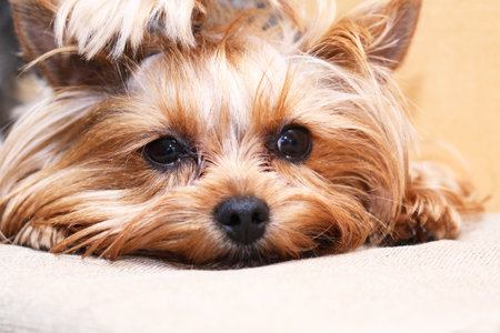 Closeup portrait of funny sad little Yorkshire terrierの写真素材