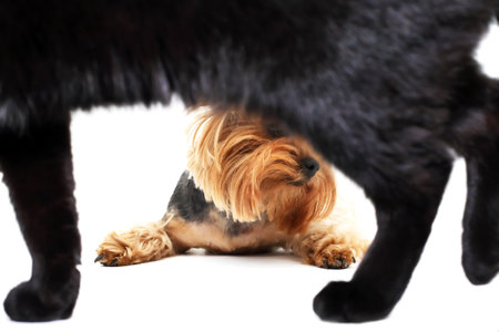 A large black cat walks past a Yorkshire terrierの写真素材