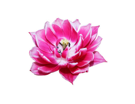Nice pink flower head isolated on white background with clipping pathの写真素材
