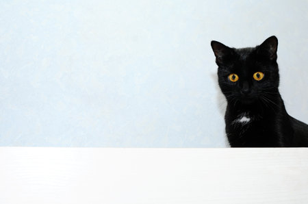 Small black curious cat against blue background with free spaceの写真素材