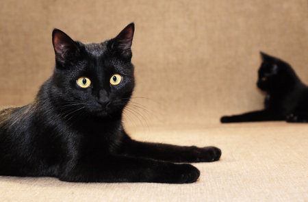A beautiful black cats is resting on a matの写真素材