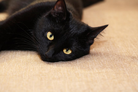 A beautiful black cat against nice brown backgroundの写真素材