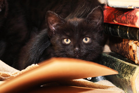 Small nice black kitten near set of old booksの写真素材